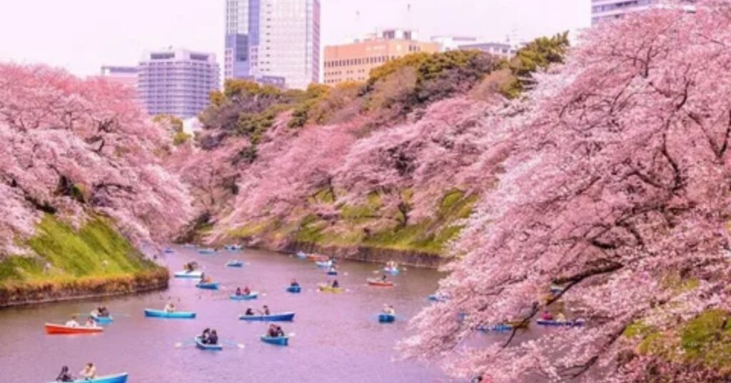 cherry-blossom-festival-–-japan