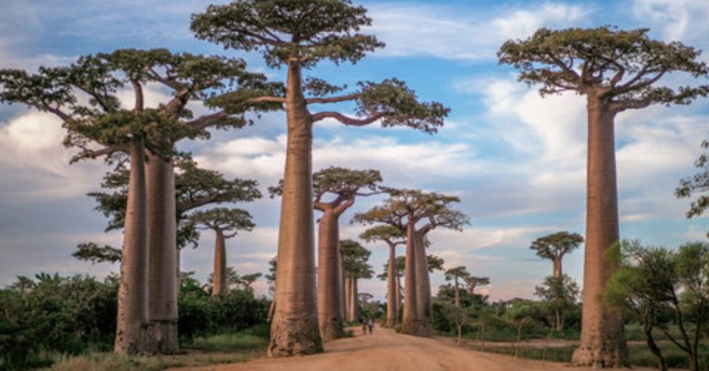 madagascar-–-best-for-unique-wildlife-and-baobab-trees (1)