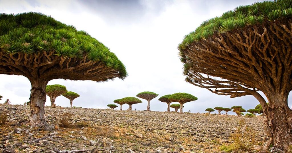 socotra-yemen-–-best-for-alien-like-plants-and-pristine-beaches (1)