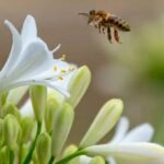 buzzing-with-health-the-ultimate-guide-to-keeping-your-bees-healthy